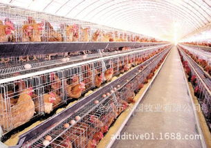 蝇蛆净 高效寄生虫防治与饲料添加剂的多元化应用