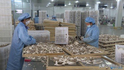 甘肃神农菇业 工厂化量产鹿茸菇，打造循环农业高质量发展模式与饲料生产协同体系