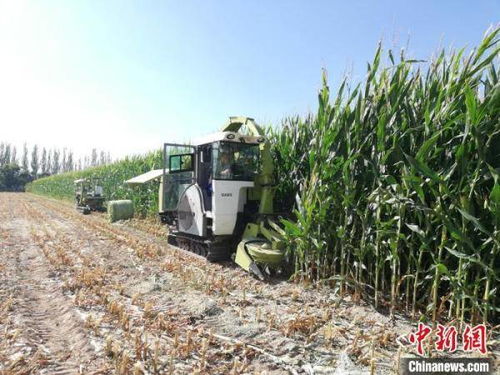 甘肃饲草装备产业化提速，饲料生产迈向智能化新阶段